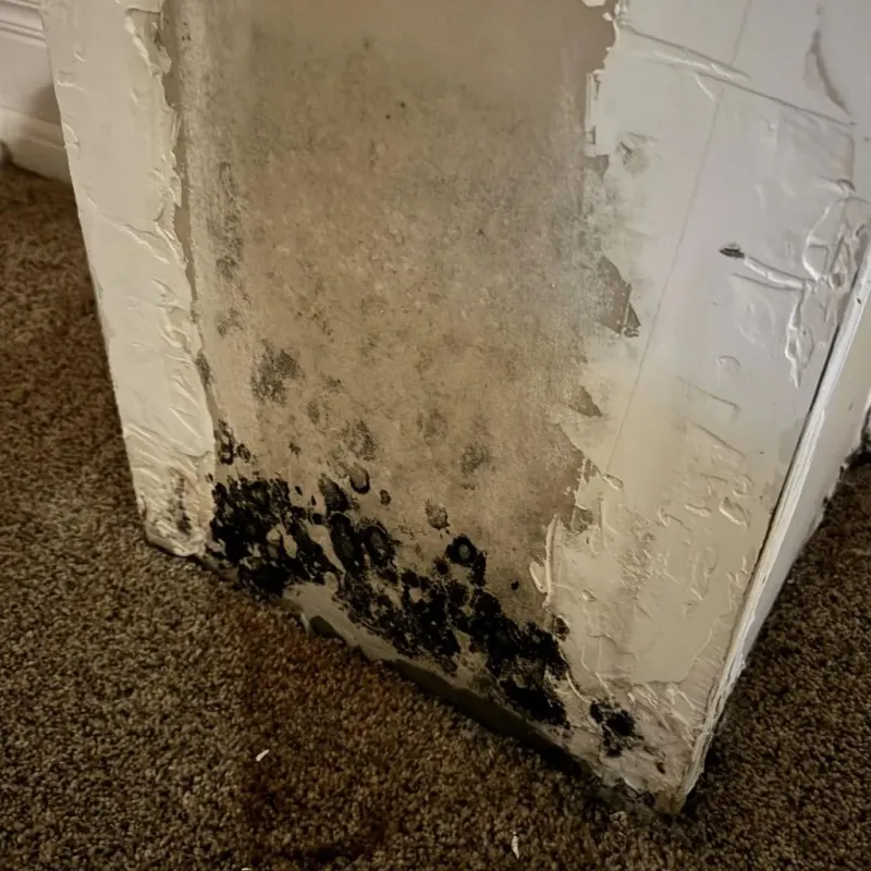 Professional Mold Removal in Southbury, CT